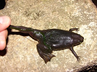 Pipa carvalhoi