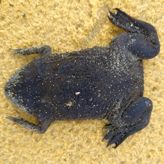 Pipa snethlageae