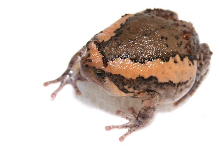 Kaloula pulchra