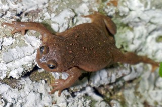 Kaloula verrucosa