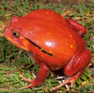 Dyscophus antongilii
