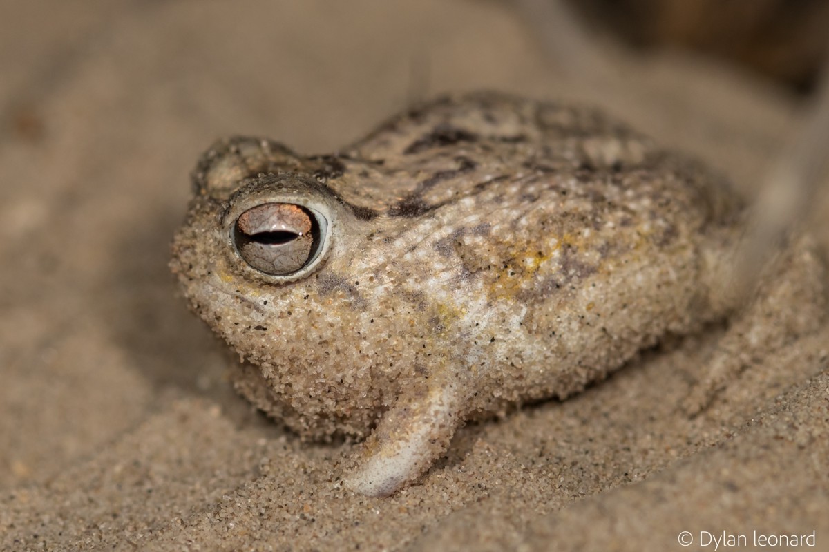 Breviceps macrops