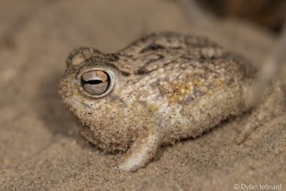 Breviceps macrops