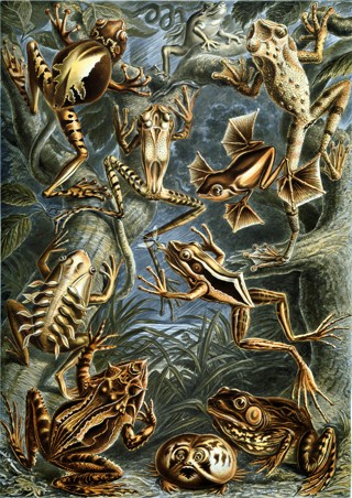 Breviceps mossambicus