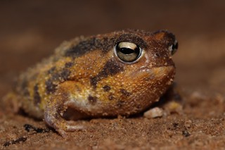 Breviceps namaquensis
