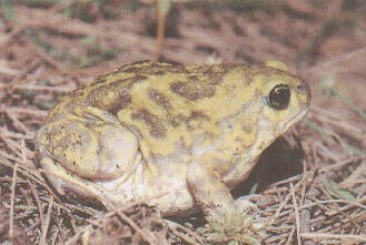Uperodon systoma