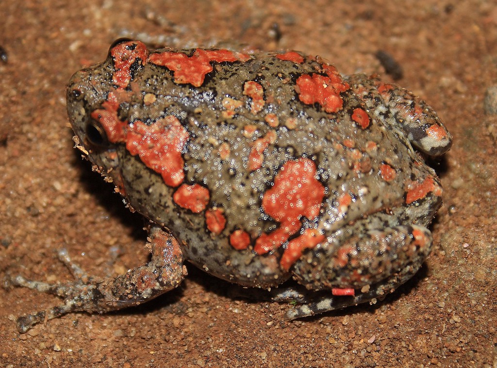 Uperodon taprobanicus