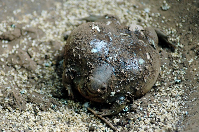 Uperodon globulosus