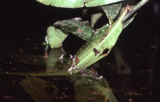 Chiasmocleis ventrimaculata