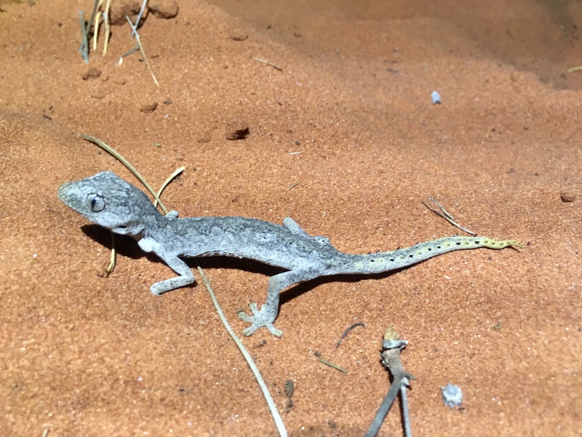 Strophurus ciliaris