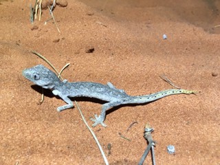 Strophurus ciliaris