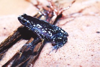 Chiasmocleis albopunctata
