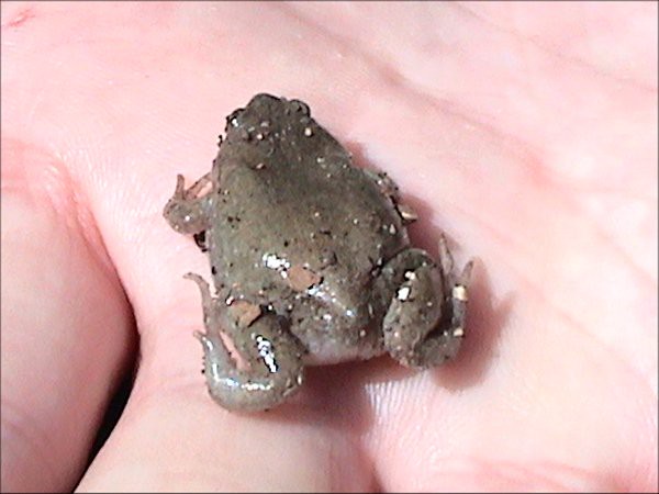 Gastrophryne olivacea