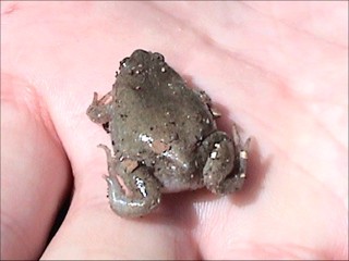 Gastrophryne olivacea