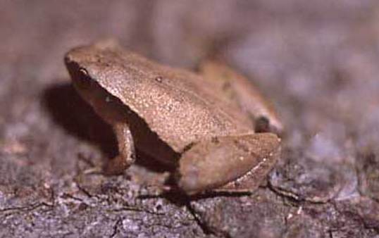 Microhyla heymonsi