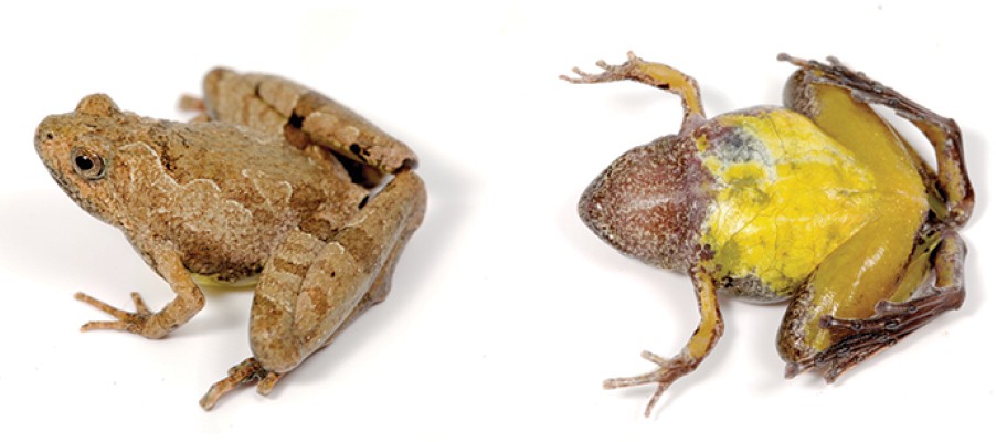 Microhyla berdmorei