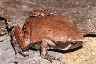 Hypopachus variolosus