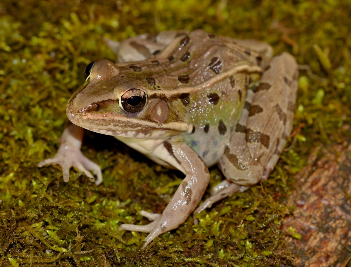Lithobates sphenocephalus