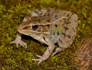 Lithobates sphenocephalus