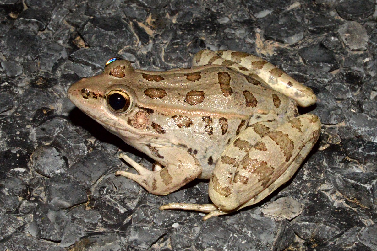 Lithobates berlandieri