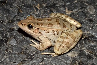 Lithobates berlandieri