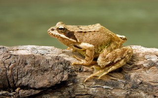 Rana temporaria