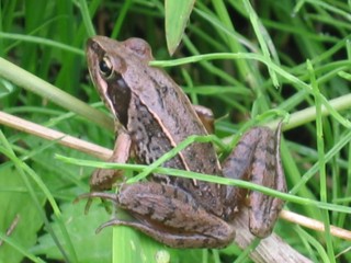Rana japonica