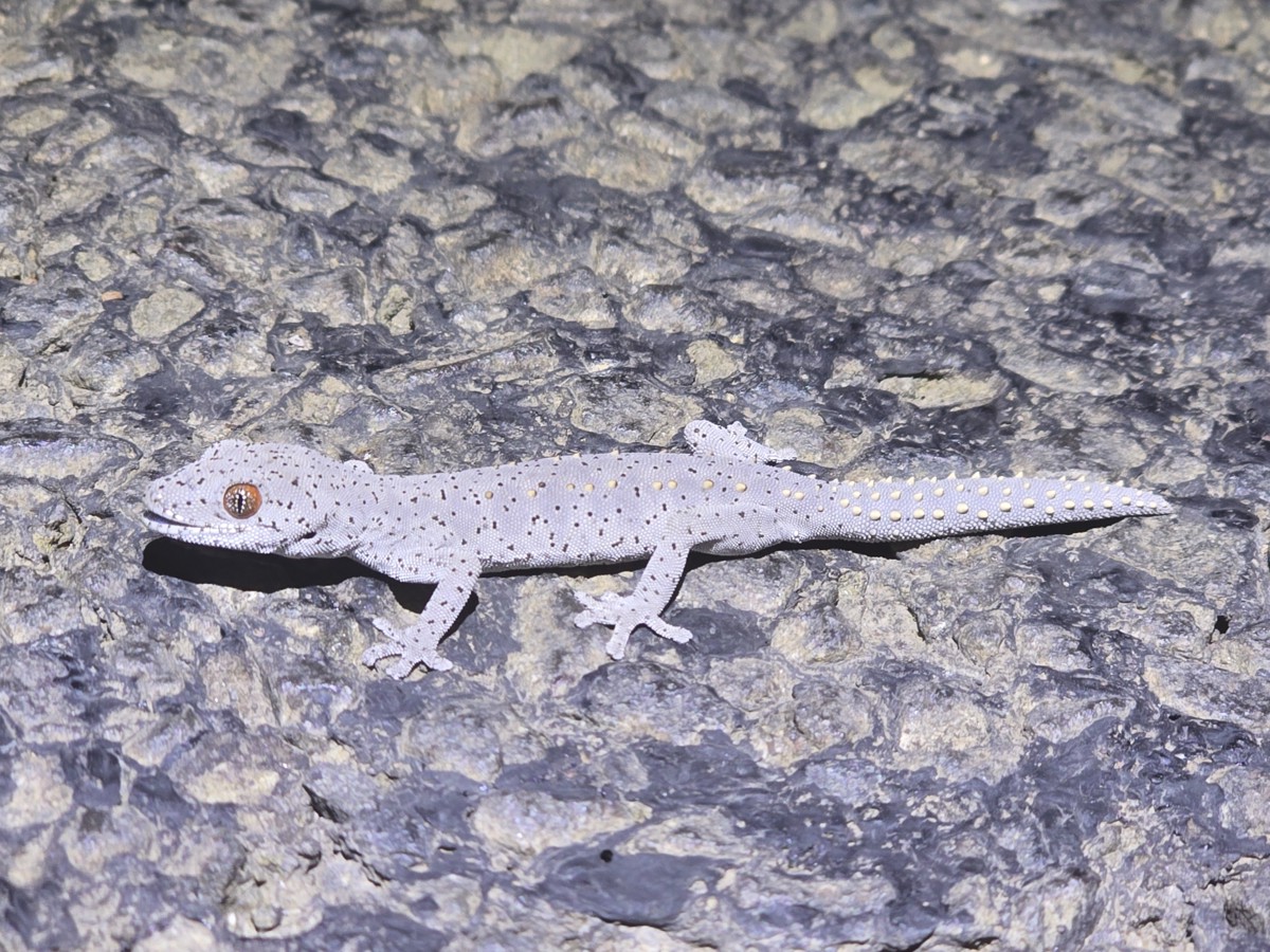 Strophurus williamsi
