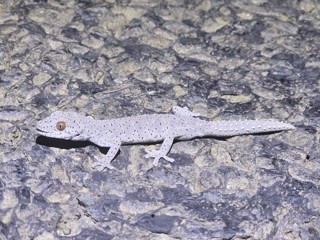 Strophurus williamsi