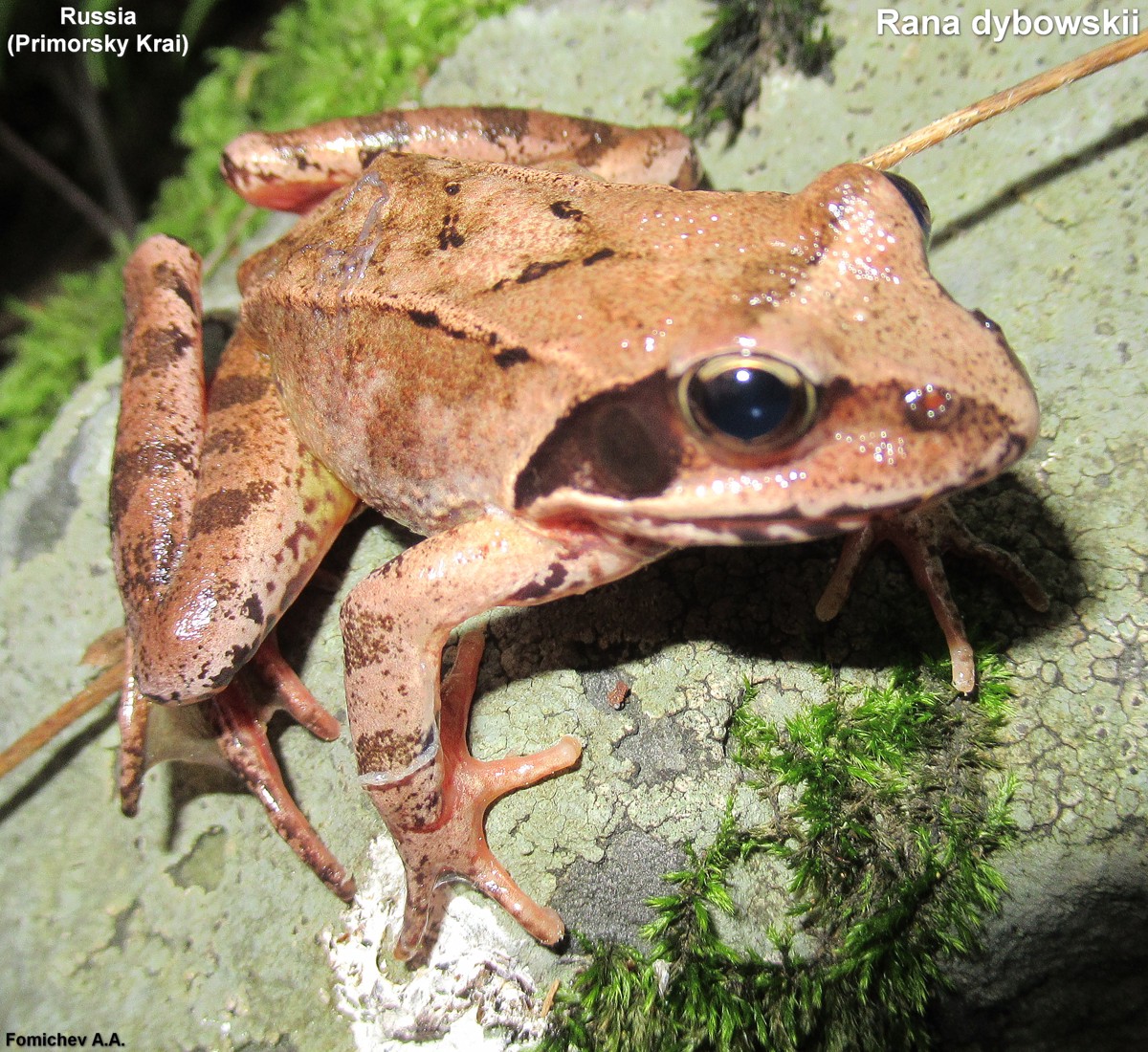Rana dybowskii