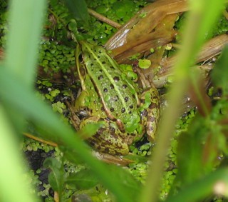 Pelophylax lessonae