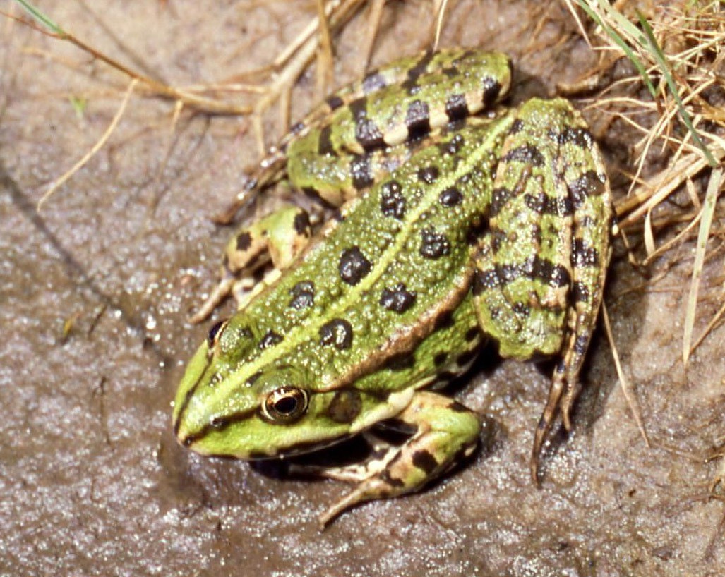 Pelophylax ridibundus