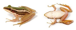 Hylarana erythraea
