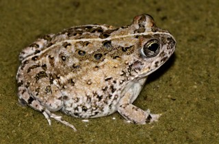 Tomopterna delalandii