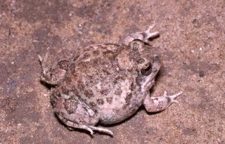 Tomopterna cryptotis