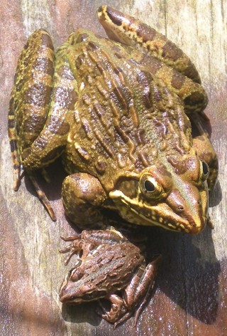 Amietia angolensis