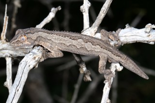 Strophurus intermedius