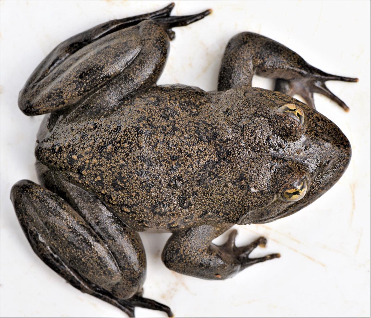 Amietia vertebralis