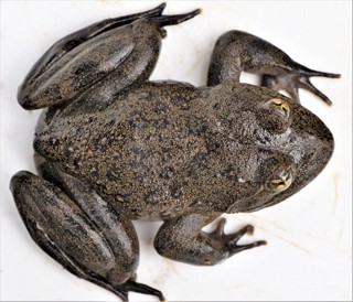 Amietia vertebralis