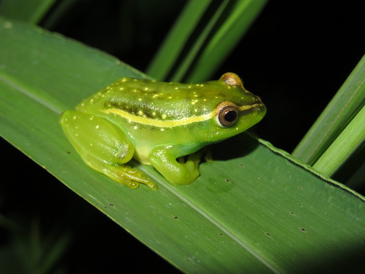 Hyperolius argus