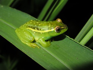 Hyperolius argus
