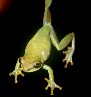 Hyperolius fusciventris