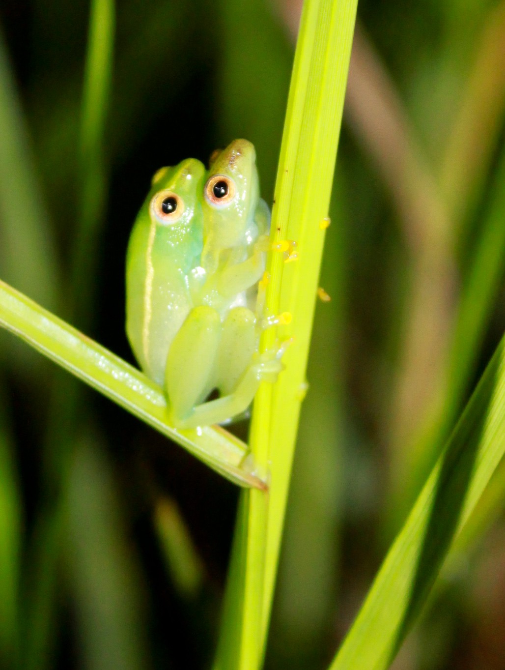 Hyperolius nasutus