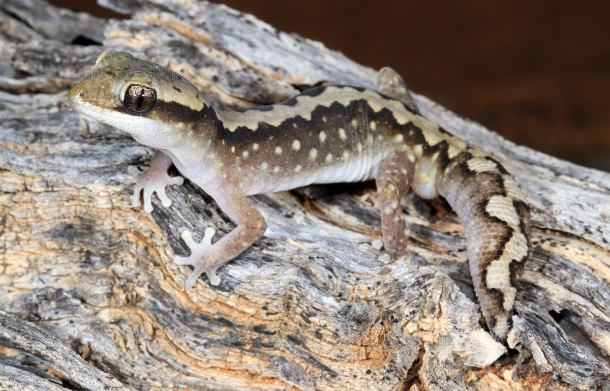 Diplodactylus vittatus