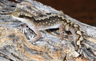 Diplodactylus vittatus