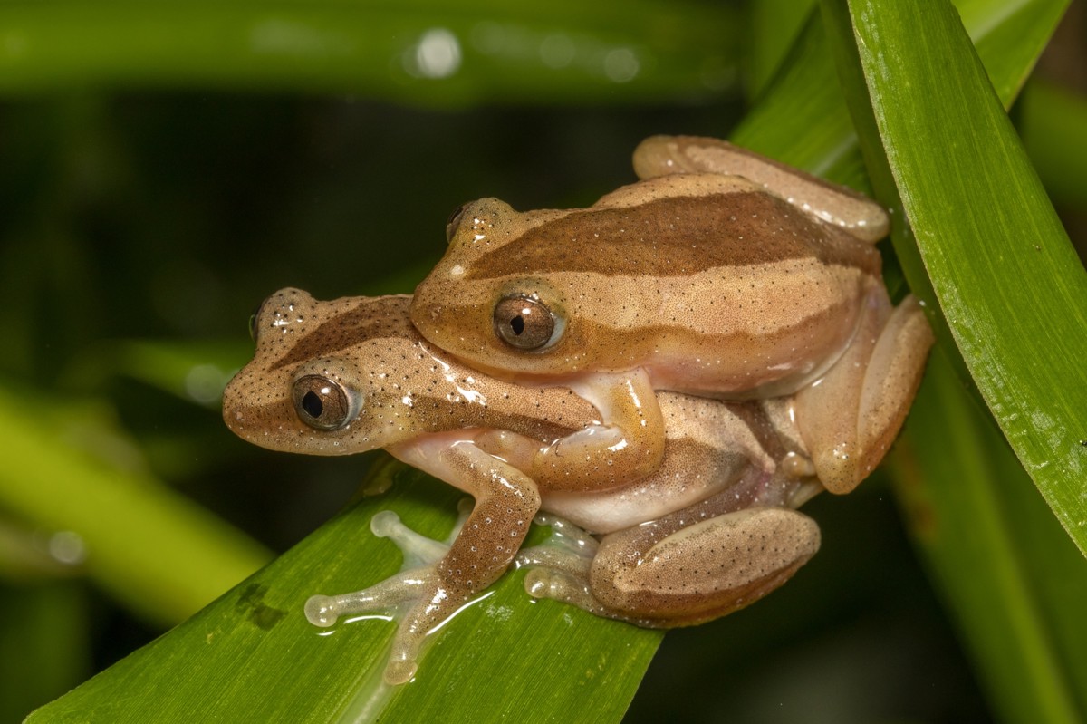 Afrixalus fornasini