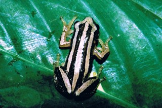 Afrixalus quadrivittatus