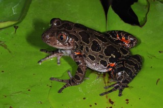 Hylambates maculatus
