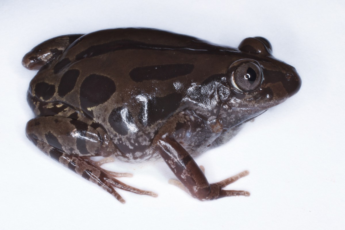 Kassina senegalensis