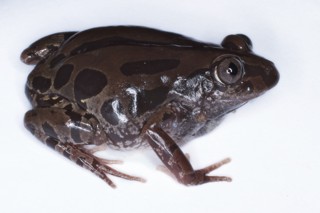 Kassina senegalensis